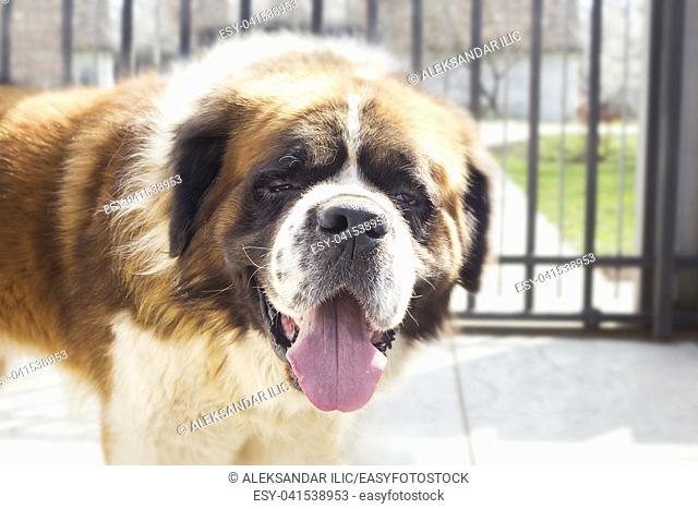 St. Bernard Dog With His Tongue Sticking Out Close Up