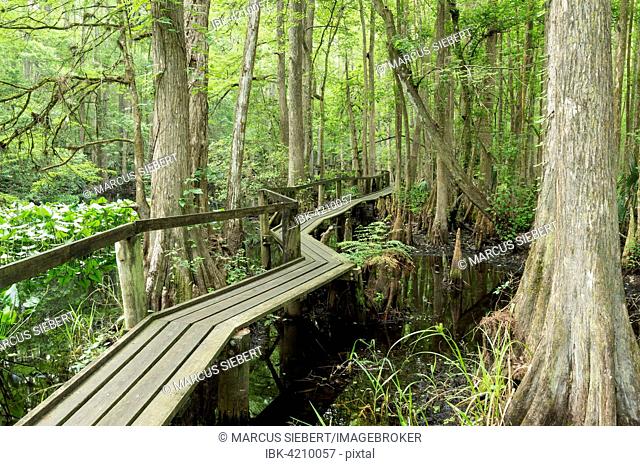 Footpath, footbridge in a mangrove forest, Highland Hammock State Park, Florida, USA