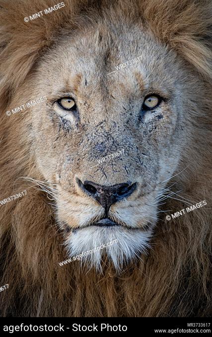 A portrait of a male lion, Panthera leo, direct gaze