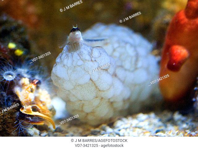 White sea squirt (Phallusia mammillata) is a filter Ascidiacea native to Mediterranean Sea and northeastern Atlantic Ocean