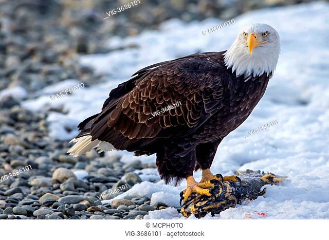 USA, CHILKAT BALD EAGLE PRESERVE, 09.11.2012, bald eagle on dead salmon, haliaeetus leucocephalus, oncorhynchus keta - Chilkat bald eagle preserve, Alaska, USA