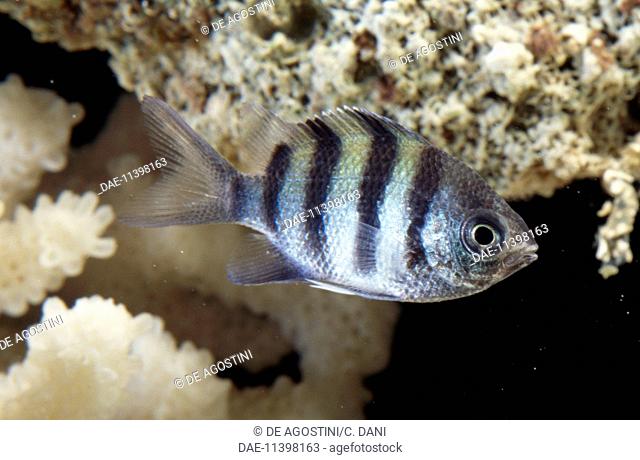 Sergeant Major or Pintano (Abudefduf saxatilis), Pomacentridae, in aquarium