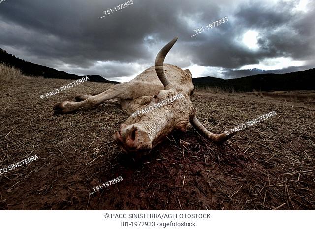 Dead cow, Gudar, Teruel, Spain