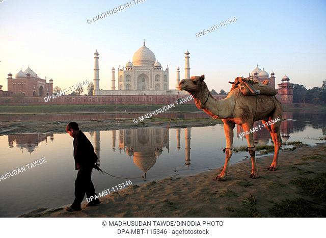 Young boy carrying camel at Taj Mahal Seventh Wonders of World on the south bank of Yamuna river , Agra , Uttar Pradesh , India UNESCO World Heritage Site