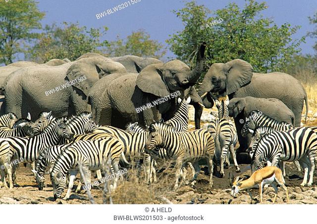 African elephant Loxodonta africana, herd of elephants, together with zebras Equus quagga antiquorum and springbok at kalkheuwel water hole, Namibia, Etosha NP