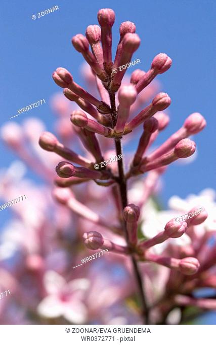 Gemeiner Flieder - Syringa vulgaris