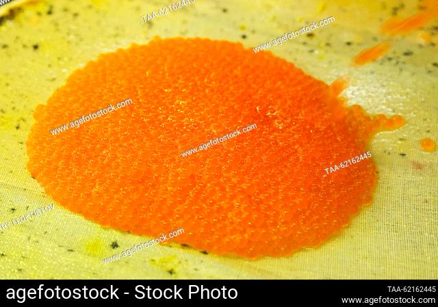 RUSSIA, SOCHI - SEPTEMBER 14, 2023: Roe harvested from trout of the Adlersky Avgustin breed at the Adler Trout Breeding Plant in the village of Kazachy Brod