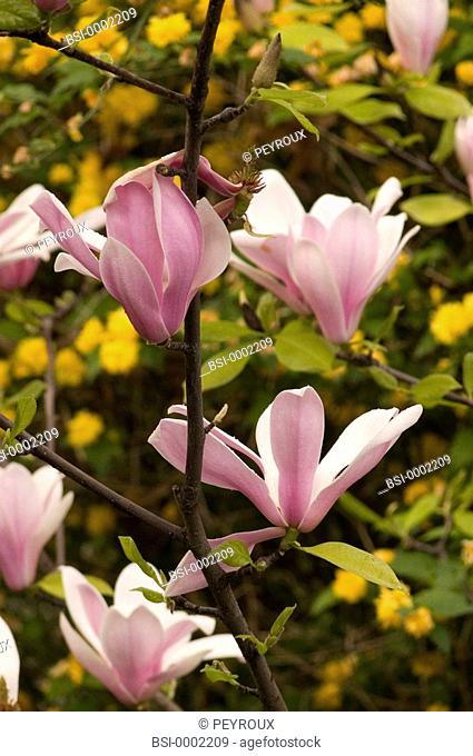 Saucer magnolia Magnolia x soulangeana