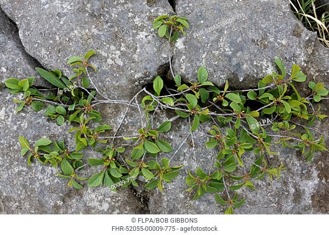 Alder Buckthorn Frangula alnus ancient dwarf gnarled habit, flowering, on limestone pavement, Mullagh Mor, Burren, County Clare, Ireland, spring