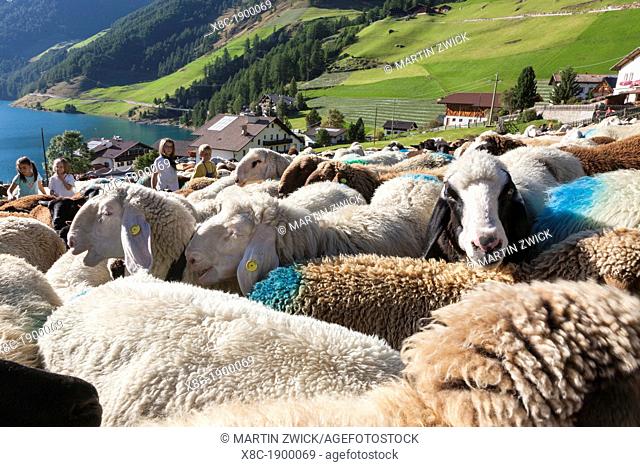 Transhumance - the great sheep trek across the main alpine crest in the Oetztal Alps between South Tyrol, Italy, and North Tyrol