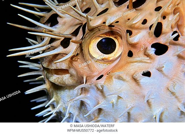 Balloonfish, Ballon Porcupinefish, Diodon holocanthus, Key Largo, Caribbean Sea, Florida, USA