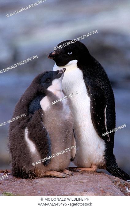Adelie Penguin (Pygoscelis adeliae)adult with chick. Antarctica Pen