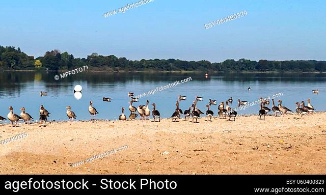 Lots of beautiful european goose birds at a lake