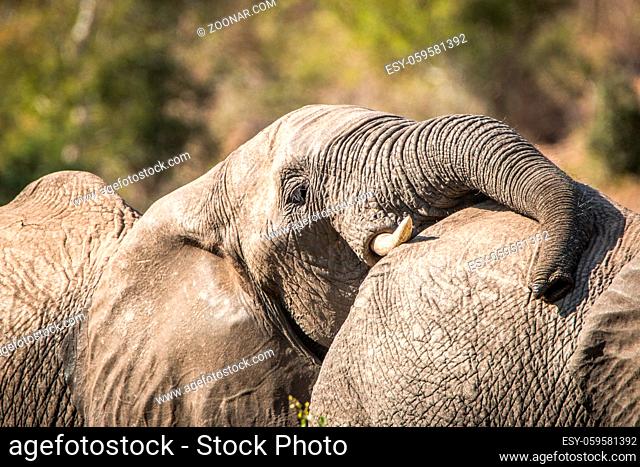 Bonding Elephants in the Kruger National Park, South Africa