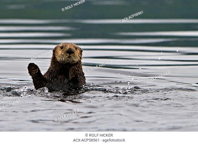 Sea otter, Enhydra lutris, belongs to the weasel family, photographed of the west coast of northern Vancouver Island, British Columbia, Canada
