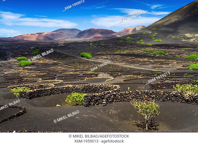 Vines growing in volcanic lapilli. La Geria region. Lanzarote, Canary Islands, Atlantic Ocean, Spain