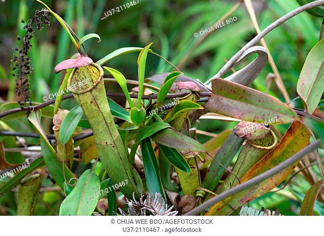 Nepenthes-Pitcher plants. Image taken at Kampung Pandan, Lundu, Sarawak, Malaysia