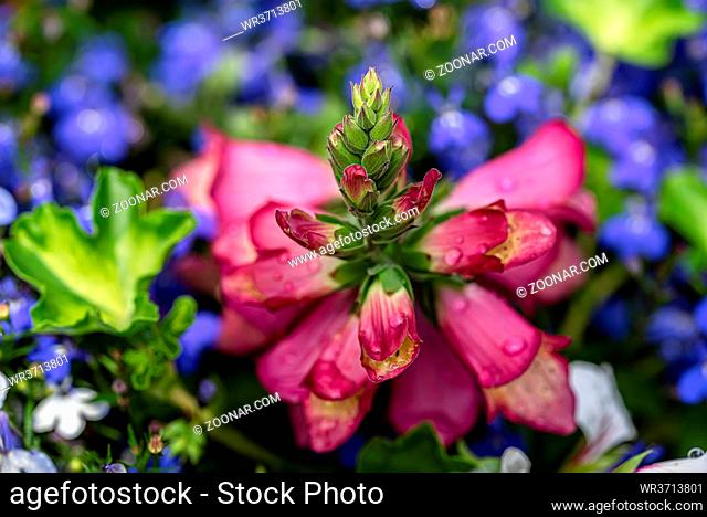 Pink snapdragon flowers surrounded by lilac flowers in summer public garden