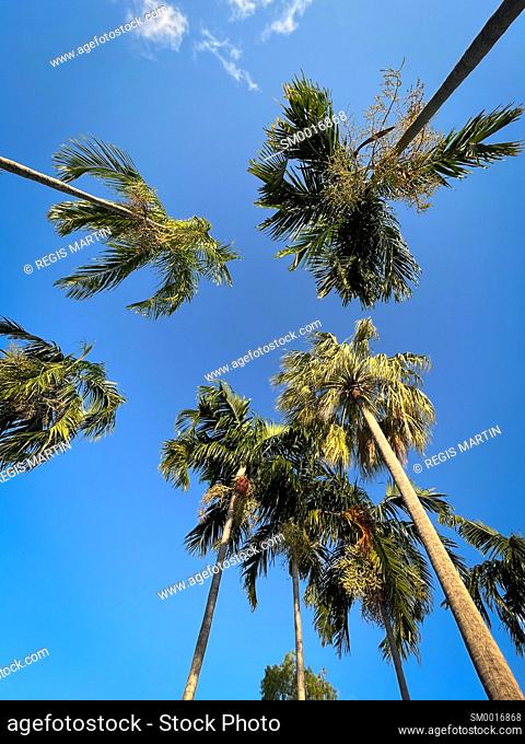looking up at the top of the palm trees, tropical trees
