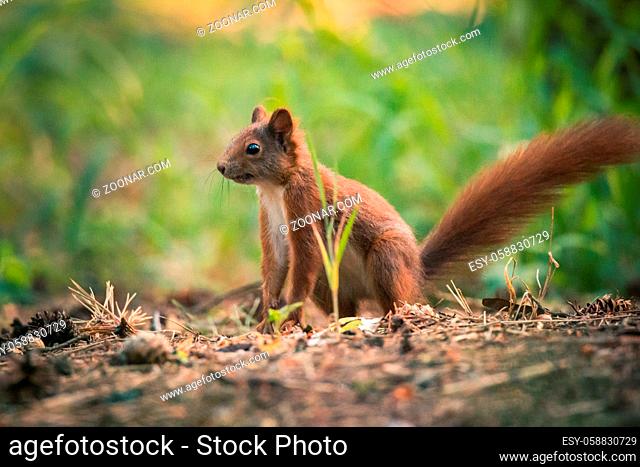 Squirrel in autumn forest scene. Autumn forest squirrel. Squirrel in autumn forest scene