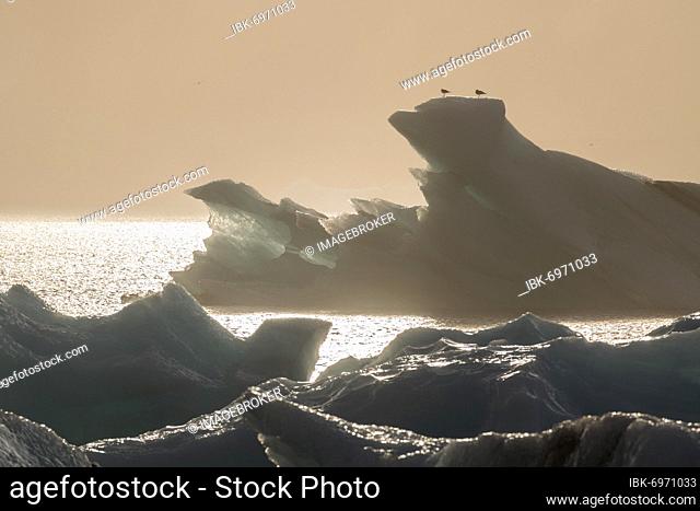 Seagulls, icebergs, glacier lagoon Jökulsárlón, South Iceland, Iceland, Europe
