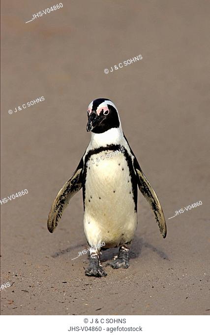 Jackass Penguin, Spheniscus demersus, Betty's Bay, South Africa, Africa, adult walking on beach