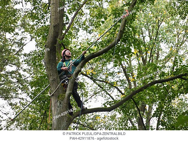 Cone picker Stefan Teschke climbs up into a Small-leaved Lime (lat: Tilia cordata) with a cutting arm in the city forest in Prenzlau, Germany, 23 September 2013