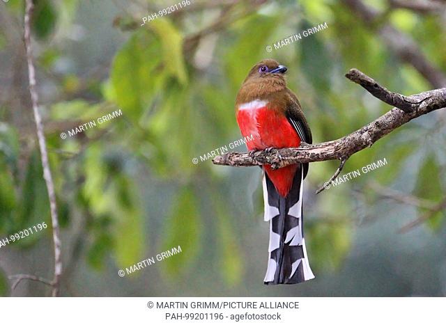 Red-headed trogon (Harpactes erythrocephalus) female sitting on a branch in rainforest, Kaeng Krachan, Thailand | usage worldwide. - /Thailand