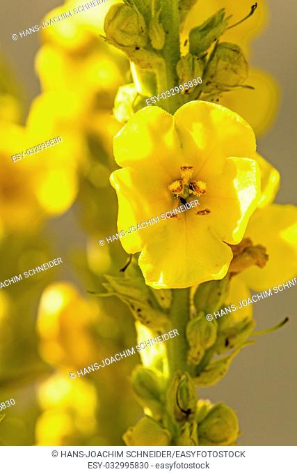 Great mullein medicinal plant with flower