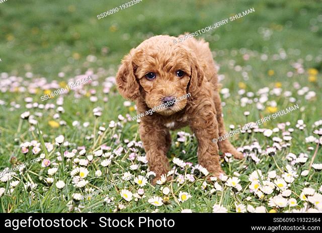 A Labradoodle puppy in grass