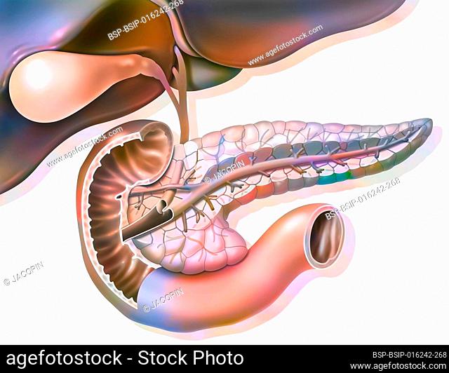 Sectional anatomy of the pancreas with gallbladder and common bile duct