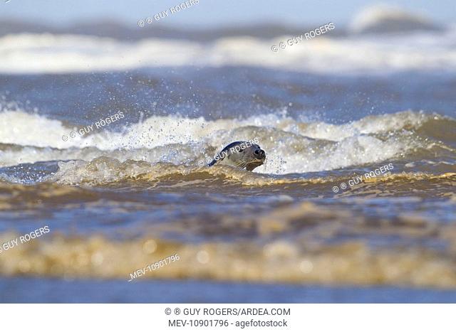 Grey Seal - swimming in the ocean amongst waves - September (Halichoerus grypus). Donna Nook - Lincolnshire - England
