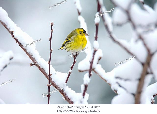 Male eurasian siskin bird sitting on the branch of a snow covered tree