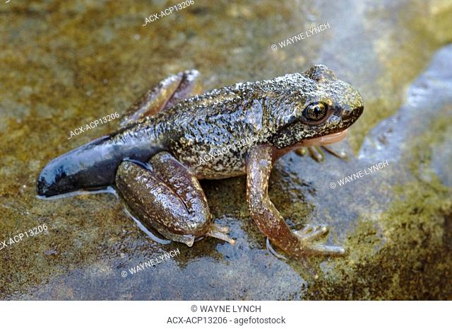 Metamorphosed Rocky Mountain tailed frog Ascaphus montanus, Yahk River valley, southeastern British Columbia, Canada