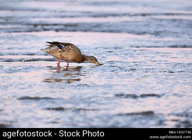 Europe, Germany, Lower Saxony, Otterndorf. Female mallard duck (Anas platyrhynchos) foraging on the mudflats