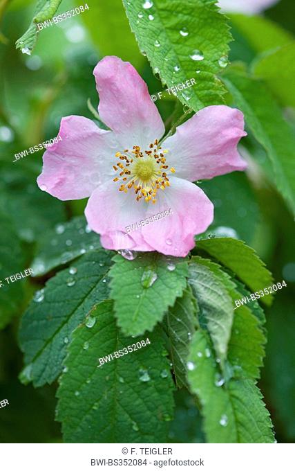 downy rose (Rosa villosa), flower with raindrops