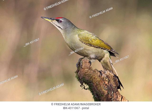 Grey-headed or grey-faced woodpecker (Picus canus), male perched on tree root, North Rhine-Westphalia, Germany