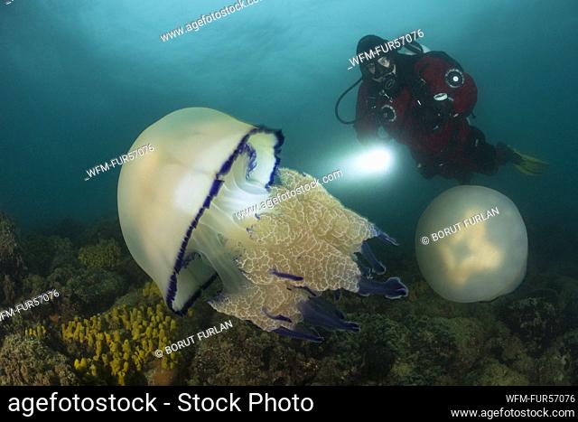 Rhizostome Jellyfish and Scuba Diver, Rhizostoma pulmo, Piran, Slovenia