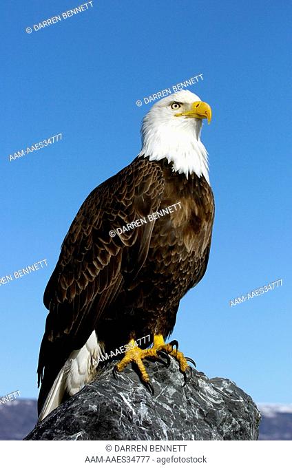 Bald Eagle (Haliaeetus leucocephalus) Perched on a rock Homer Alaska