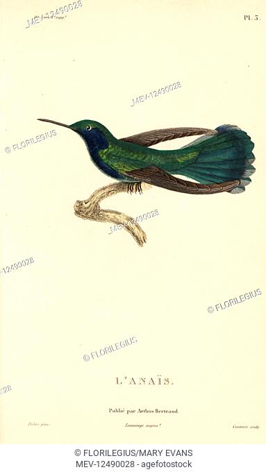 Green violetear, Colibri thalassinus (Ornismya anais). Handcolored steel engraving by Coutant after an illustration by Jean-Gabriel Pretre from Rene Primevere...