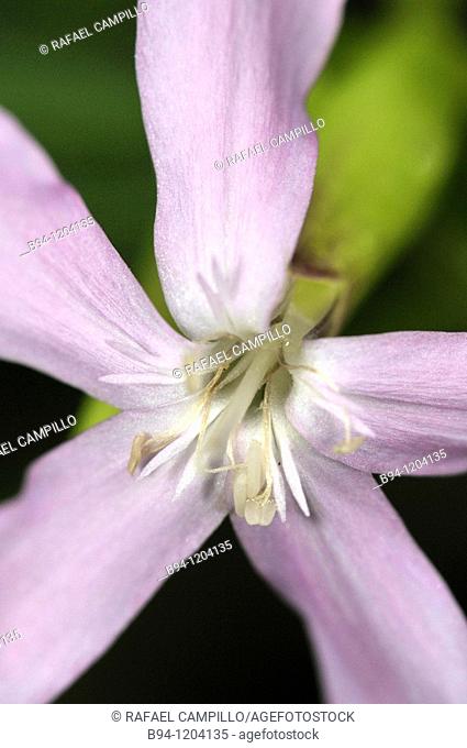 Flower of Soapwort (Saponaria officinalis, fam. Caryophyllaceae). Osseja, Languedoc-Roussillon, Pyrenees Orientales, France