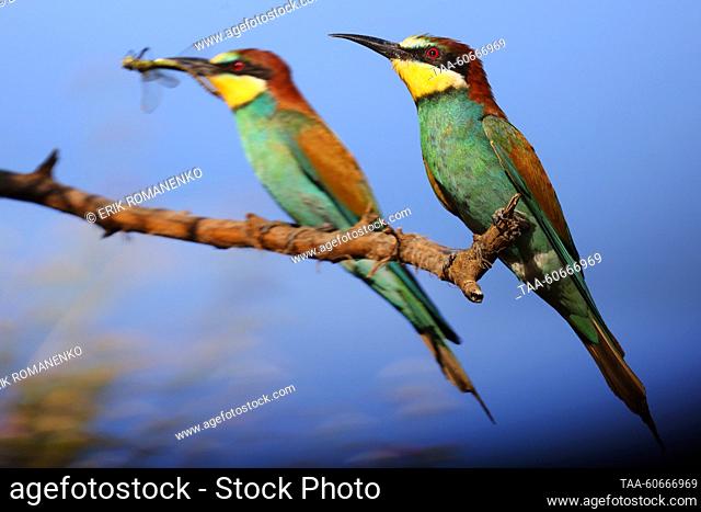 RUSSIA, ROSTOV REGION - JULY 25, 2023: European bee-eaters sit on a tree branch. Erik Romanenko/TASS