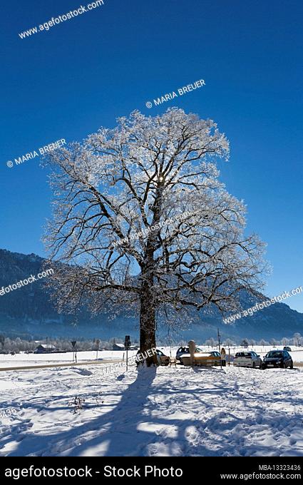 Trees with hoar frost, Schwangau, Füssen, Allgäu Alps, Allgäu, Bavaria, Germany, Europe