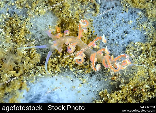 nudibranch or sea slug, Phyllodesmium poindiemi, Lembeh Strait, North Sulawesi, Indonesia, Pacific