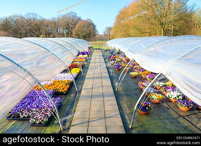 Two plastic european greenhouses with straight path and colorful blooming pansies