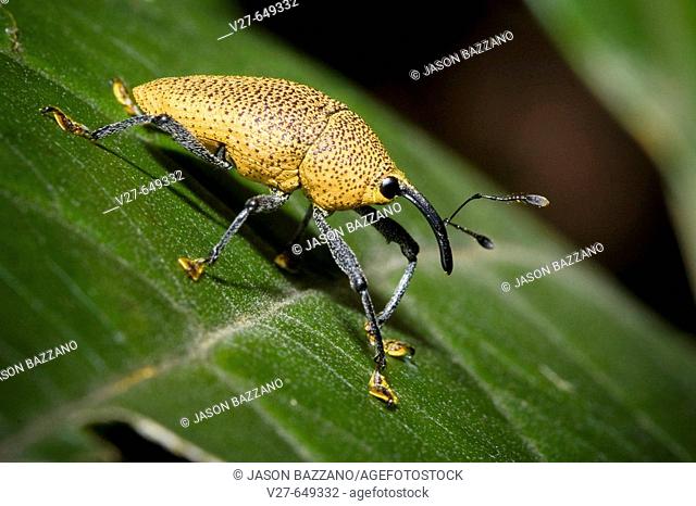 Weevil (family Curculionidae) in the cloud forests of Monteverde, Costa Rica