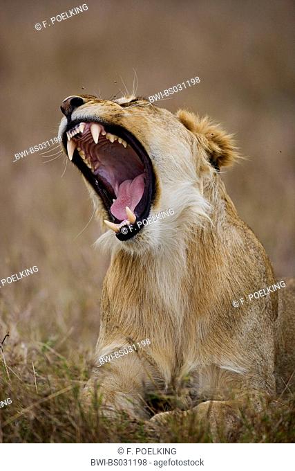 lion (Panthera leo), lying on floor and is yawning, Kenya