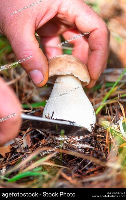 Hand is ripping off a Mushroom boletus. Mushroom collecting Season. Porcini Mushrooms. Mushroom picking in the forest