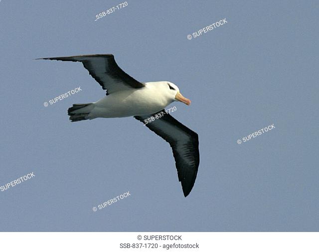 Black- Browed Albatross