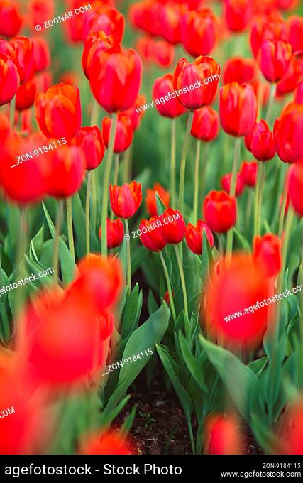 Group of red tulips in the park. Spring blurred background